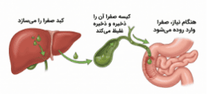 صفرا چه کاری انجام می‌دهد